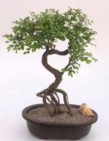 Chinese Elm Bonsai Tree <br>Curved Trunk & Exposed Roots<br><i>(ulmus parvifolia)</i>