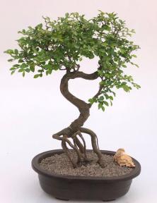 Chinese Elm Bonsai Tree <br>Curved Trunk & Exposed Roots <br><i>(ulmus parvifolia)</i>