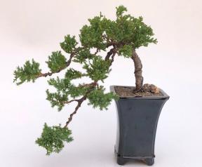 Juniper Bonsai Tree - Trained <br><i>(juniper procumbens nana)</i>