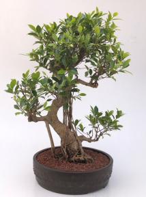 Ficus Retusa Bonsai Tree<br>Curved Trunk & Banyan Roots<br><i>(ficus retusa)</i>