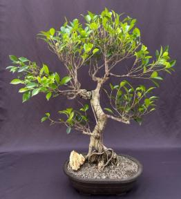 Ficus Retusa Bonsai Tree<br>Curved Trunk & Tired Branching<br><i>(ficus retusa)</i>