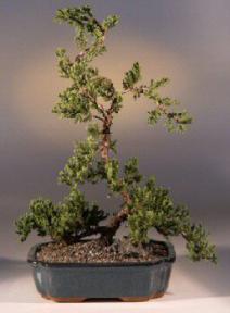 Juniper Bonsai Tree - Trained<br><i>(juniper procumbens nana)</i>