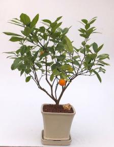 Flowering & Fruiting Orange Citrus Bonsai Tree <br><i>(