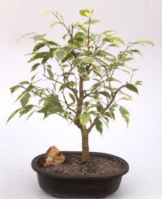 Ficus Breeze Bonsai Tree - Variegated<br><i>(ficus benjamina)</i>