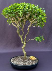 Flowering Ligustrum Bonsai Tree<br>Curved Trunk Style<br><i>(ligustrum lucidum)</i>