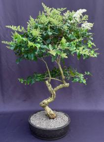 Flowering Ligustrum Bonsai Tree<br>Curved Trunk Style<br><i>(ligustrum lucidum)</i>