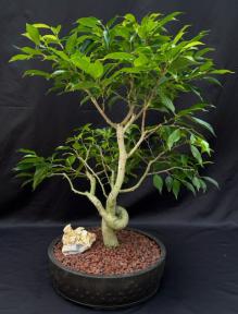 Oriental Ficus Bonsai Tree<br>Coiled Trunk Style<br><i>(ficus benjamina 'orientalis')</i>