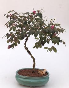 Flowering Chinese Fringe Bonsai Tree <br><i>(loropetalum chinensis)</i>