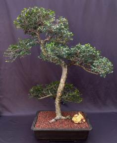 Chinese Elm Bonsai Tree <br>Curved Trunk & Tiered Branching Style<br><i>(ulmus parvifolia)</i>