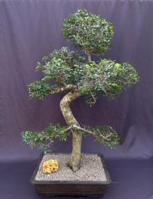 Chinese Elm Bonsai Tree <br>Curved Trunk & Tiered Branching Style<br><i>(ulmus parvifolia)</i>