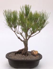 Japanese Black Pine Bonsai Tree <br><i>(pinus thunbergii 'thunderhead')</i>