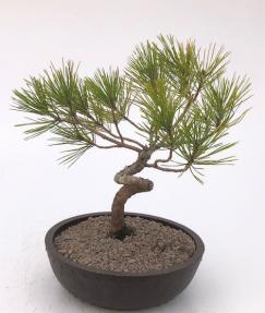 Japanese Black Pine Bonsai Tree<br>Coiled Trunk Style<br><i>(pinus thunbergii 'thunderhead')</i>