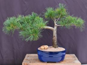 Mugo Pine Bonsai Tree<br><i>(pinus mugo 'valley cushion')</i>