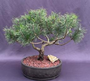 Mugo Pine Bonsai Tree<br><i>(pinus mugo 'valley cushion')</i>