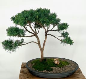 Shimpaku Juniper Bonsai Tree<br><i>(juniper chinensis 'shimpaku')</i>