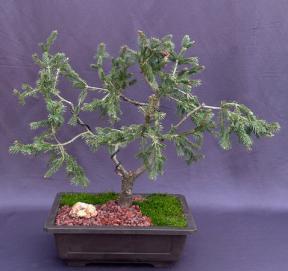 Dwarf Norway Spruce Bonsai Tree<br><i>(picea abies 'pusch')</i>