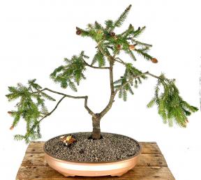 Dwarf Norway Spruce Bonsai Tree<br><i>(picea abies 'pusch')</i>