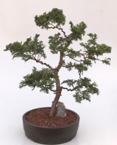 Hinoki Cypress Bonsai Tree<br><i>(chamecyparis obtusa 'Nana Gracilis')</i>