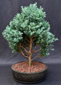 Blue Moon Sawara Cypress Bonsai Tree<br>(Chamaecyparis pisifera 'Blue Moon')