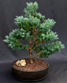 Blue Moon Sawara Cypress Bonsai Tree<br>(Chamaecyparis pisifera 'Blue Moon')