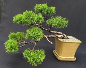 Golden Hinoki Cypress Bonsai Tree<br>Cascading Pom-Pom Style<br>(chamecyparis obtusa compacta 