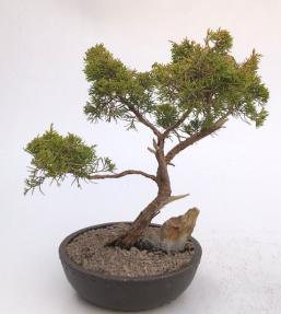 Golden Hinoki Cypress Bonsai Tree<br>(chamecyparis obtusa compacta 