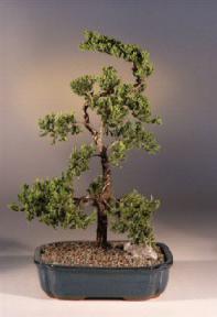 Juniper Bonsai Tree - Trained<br><i>(juniper procumbens nana)</i>