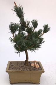 Japanese White Pine Bonsai Tree <br><i>(pinus parviflora 'bergman')</i>