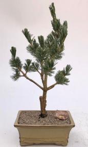 Japanese White Pine Bonsai Tree <br><i>(pinus parviflora 'bergman')</i>