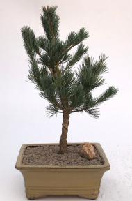 Japanese White Pine Bonsai Tree <br><i>(pinus parviflora 'bergman')</i>