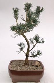 Japanese White Pine Bonsai Tree <br><i>(pinus parviflora 'bergman')</i>