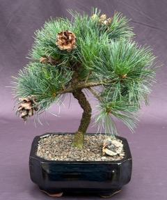 Japanese White Pine Bonsai Tree <br><i>(pinus parviflora 'Brocade Bark')</i>