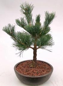 Japanese White Pine Bonsai Tree <br><i>(pinus parviflora 'Brocade Bark')</i>