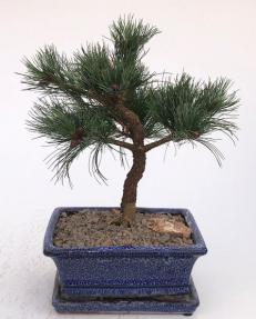 Japanese White Pine Bonsai Tree <br><i>(pinus parviflora 'Brocade Bark')</i>