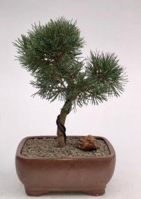 Mugo Pine Bonsai Tree<br><i>(pinus mugo 'valley cushion')</i>