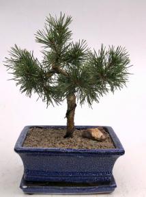 Mugo Pine Bonsai Tree<br><i>(pinus mugo 'valley cushion')</i>