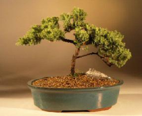 Juniper Bonsai Tree - Trained<br><i>(juniper procumbens nana)</i>