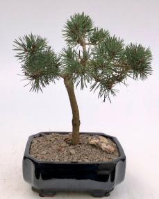 Mugo Pine Bonsai Tree<br><i>(pinus mugo 'valley cushion')</i>