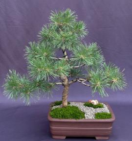 Mugo Pine Bonsai Tree<br><i>(pinus mugo 'valley cushion')</i>