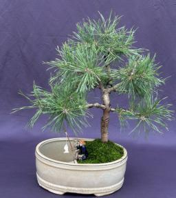 Mugo Pine Bonsai Tree<br>Land/Water Pot<i>(pinus mugo 'valley cushion')</i>