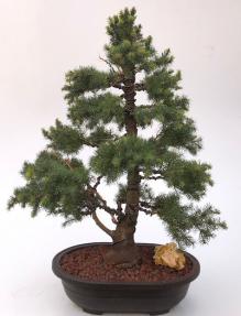 Dwarf Alberta Spruce Bonsai Tree<br><i>(picea glauca conica)</i>