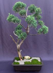 Hollywood Juniper Bonsai Tree<br>(Juniperus Chinensis 'Torulosa')