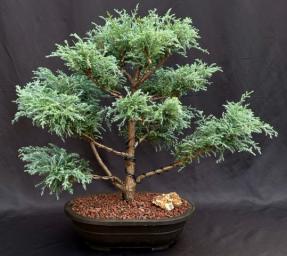 Sawara Cypress Bonsai Tree<br>(Chamaecyparis pisifera 'Squarrosa Intermedia')