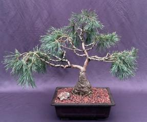 Scotch (Scots) Pine Bonsai Tree<br>(Pinus Sylvestris 'Albyn)