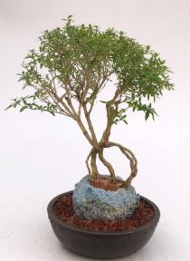 Chinese Flowering White Serissa Bonsai Tree<br>Tree of a Thousand Stars<br>Raised Roots<br><i>(Serissa Japonica)</i>