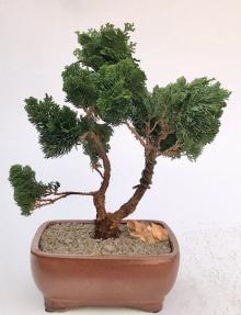 Hinoki Cypress Bonsai Tree<br><i>(chamecyparis obtusa 'Nana Gracilis')</i>