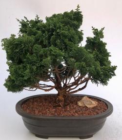 Hinoki Cypress Bonsai Tree<br><i>(chamecyparis obtusa 'Nana Gracilis')</i>