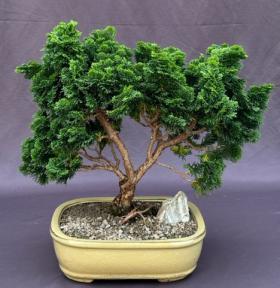 Hinoki Cypress Bonsai Tree<br><i>(chamecyparis obtusa 'Nana Gracilis')</i>