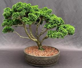 Shimpaku Juniper Bonsai Tree<br><i>(juniper chinensis 'shimpaku')</i>