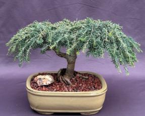 Dwarf Weeping Hemlock Bonsai Tree<br><i>(Tsuga canadensis 'coles prostmate')</i>